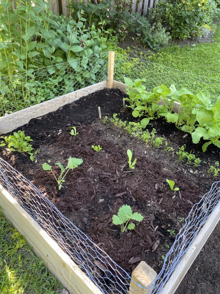 Home Vegetable Garden, Ways to Eat More Vegetables for Picky Eaters